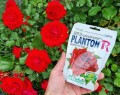 PLANTON R nawóz do róż i krzewów kwitnących 200g