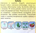 Sałata dębolistna czerwona REDIN nasiona 0,5g