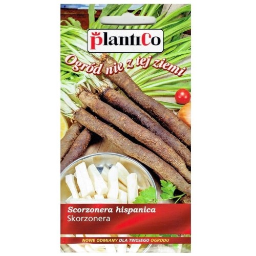 SKORZONERA wężymord czarny korzeń nasiona 2g