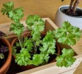 PIETRUSZKA NACIOWA nasiona na mikrolistki 2g Mini Ogród