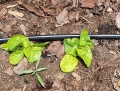 Taśma kroplująca co 10cm Rivulis T-TAPE TSX 100m