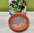 SAŁATA Na Cięte Listki nasiona Mini Ogród 1g
