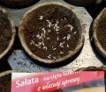 SAŁATA Na Cięte Listki nasiona Mini Ogród 1g