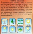 LIATRIA KŁOSOWA nasiona kwiatów Plantico 0,5g