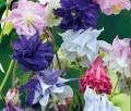 ORLIK pełny Aquilegia MIX nasiona kwiatów 0,5g