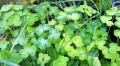 ORLIK pełny Aquilegia MIX nasiona kwiatów 0,5g