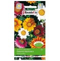 Gazania błyszcząca MIESZANKA nasiona kwiatów  0,3g
