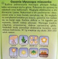 Gazania błyszcząca MIESZANKA nasiona kwiatów  0,3g