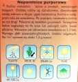 Naparstnica purpurowa MIX nasiona kwiatów 0,3g