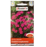Goździk kropkowany nasiona kwiatów Plantico 0,5g