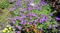 ŻAGWIN OGRODOWY Aubrieta - nasiona kwiatów 0,3g