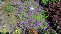 ŻAGWIN OGRODOWY Aubrieta - nasiona kwiatów 0,3g