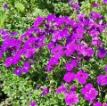 ŻAGWIN OGRODOWY Aubrieta - nasiona kwiatów 0,3g