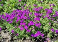 ŻAGWIN OGRODOWY Aubrieta - nasiona kwiatów 0,3g