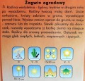 ŻAGWIN OGRODOWY Aubrieta - nasiona kwiatów 0,3g