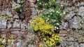 SMAGLICZKA SKALNA Alyssum nasiona kwiatów 0,5g