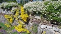 SMAGLICZKA SKALNA Alyssum nasiona kwiatów 0,5g
