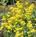 SMAGLICZKA SKALNA Alyssum nasiona kwiatów 0,5g