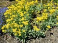 SMAGLICZKA SKALNA Alyssum nasiona kwiatów 0,5g