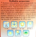 RUDBEKIA PURPUROWA - nasiona kwiatów 0,5g