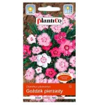 GOŹDZIK PIERZASTY MIX nasiona PlantiCo 0,5g - Dianthus postrzępiony, bylina