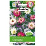 CZARNUSZKA damasceńska MIX nasiona kwiatów 1g