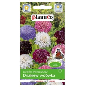DRIAKIEW wdówka MIX nasiona kwiatów Plantico 0,5g