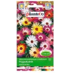PRZYPOŁUDNIK MIX, kryształka - różne kolory kwiatów - nasiona Plantico 0,5g