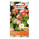 STOKROTKA trwała MIX nasiona kwiatów Plantico 0,1g