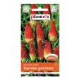 TRYTOMA GRONIASTA płonąca pochodnia nasiona 0,2g