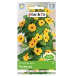 TUNBERGIA Thunbergia alata nasiona kwiatów 0,5g