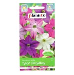 TYTOŃ ozdobny narcyzowy skrzydlaty nasiona 0,3g