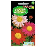 ZŁOCIEŃ RÓŻOWY - bylina na rabaty i kwiat cięty - nasiona Polan 1g