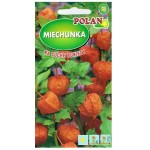 MIECHUNKA ROZDĘTA - garliczka, pęcherznica, bylina ozdobna - nasiona 0,5g