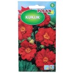 KUKLIK chilijski Geum chiloense - nasiona kwiatów 0,5g
