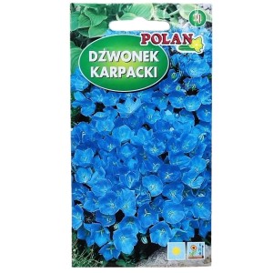 DZWONEK KARPACKI NIEBIESKI 0,5g - Campanula carpatica, nasiona dzwonków