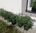TYCZKA BAMBUSOWA podpora palik 90cm MOCNA 10szt.