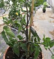 TYCZKA BAMBUSOWA podpora palik 150cm MOCNA 10szt.