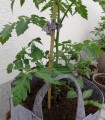 TYCZKA BAMBUSOWA podpora palik 150cm MOCNA 10szt.