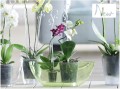 PODPÓRKA DO STORCZYKÓW Coubi 39cm TRANSPARENTNA