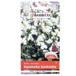 GĘSIÓWKA KAUKASKA bylina nasiona kwiatów 0,5g