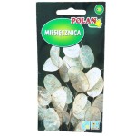 MIESIĘCZNICA ROCZNA Judaszowe srebrniki, Lunaria Miesiącznica - nasiona 2g