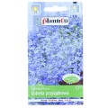 lobelia-niebieska-plantico-1.JPG