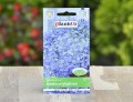 lobelia-niebieska-plantico-2.JPG