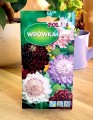 wdówka-polan-2.jpg