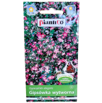 Gipsówka wytworna różowa karminowa - Gypsophila - nasiona PlantiCo 1g