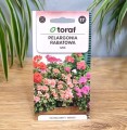 pelargonia-rabatowa-2.jpg