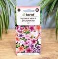 petunia-żyłkowana-2.jpg