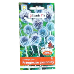 PRZEGORZAN POSPOLITY, Echinops, bylina - nasiona kwiatów Plantico 1g