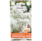 GIPSÓWKA wiechowata ŁYSZCZEC na suche bukiety - nasiona kwiatów Plantico 0,3g